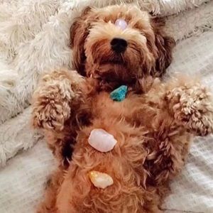 Meet your Posher, Hollie